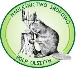Sezon na grzyby w pełni – w Polsce zbieramy je bez limitów i opłat