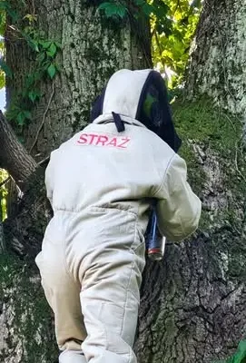 Szerszenie w przydrożnym drzewie. Dwa zastępy OSP w akcji