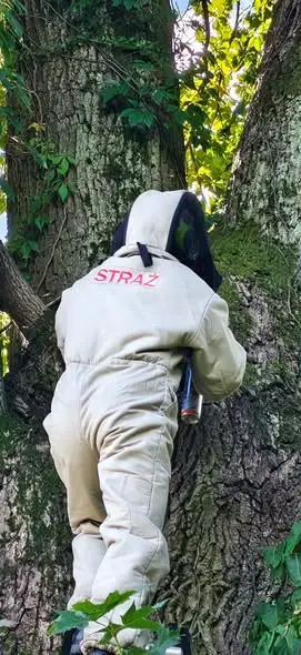 Szerszenie w przydrożnym drzewie. Dwa zastępy OSP w akcji