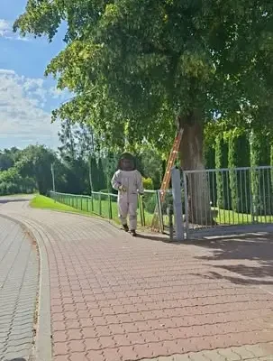 Srokowo: Strażacy usunęli gniazdo szerszeni przy szkole podstawowej