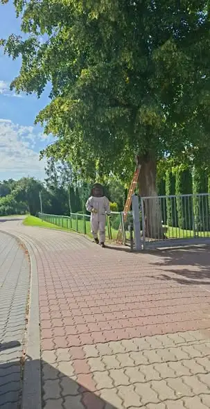 Srokowo: Strażacy usunęli gniazdo szerszeni przy szkole podstawowej