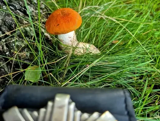 Bezpieczne grzybobranie – o czym pamiętać przed wyprawą do lasu